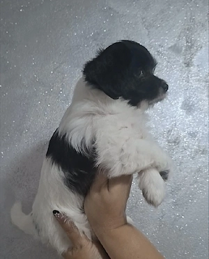 Bichon Havanez talie mică  - imagine 5