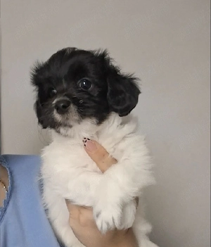 Bichon Havanez talie mică  - imagine 3