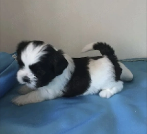 Bichon Havanez talie mică  - imagine 2