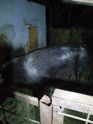 vand scroafa duroc