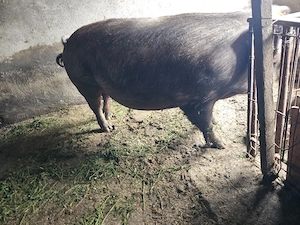 Vand porc Duroc 350 kg - imagine 4