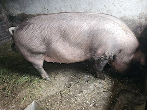Vand porc Duroc 350 kg - imagine 2