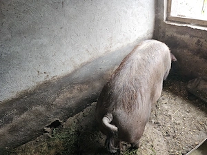 Vand porc Duroc 350 kg - imagine 3