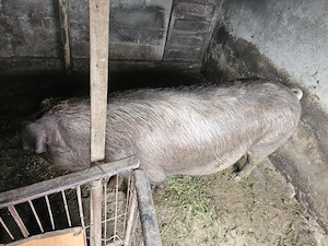 Vand porc Duroc 350 kg