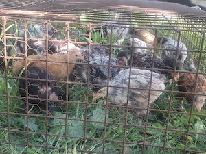Vând Pui de Casă Moțați , Bărboși, INCĂLTAȚI   au 8 săptămâni 30 bucăți !!! - imagine 3
