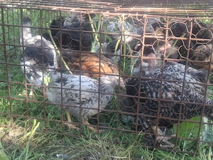 Vând Pui de Casă Moțați , Bărboși, INCĂLTAȚI   au 8 săptămâni 30 bucăți !!! - imagine 5