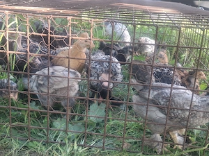 Vând Pui de Casă Moțați , Bărboși, INCĂLTAȚI   au 8 săptămâni 30 bucăți !!! - imagine 4