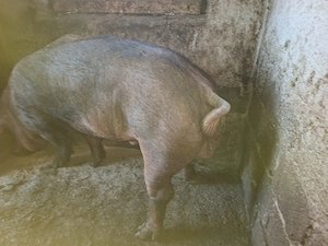 Vând vier rasa Duroc