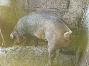Vând vier rasa Duroc