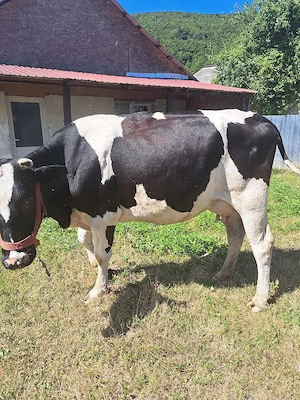 vaca buna de lapte