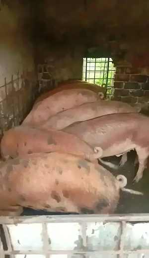 Vând porci