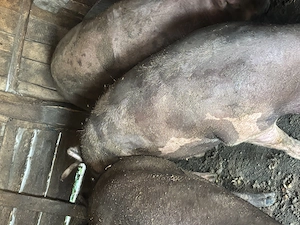 Porci de vânzare 15 lei kg în viu  - imagine 2