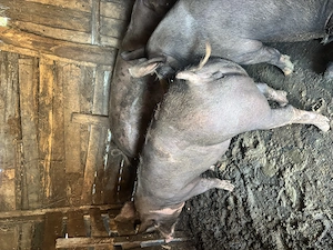 Porci de vânzare 15 lei kg în viu 