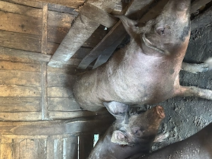 Porci de vânzare 15 lei kg în viu  - imagine 5