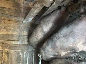 Porci de vânzare 15 lei kg în viu  - imagine 4