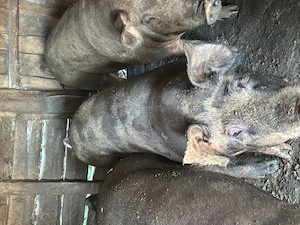 Porci de vânzare 15 lei kg în viu  - imagine 3