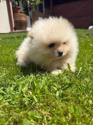 Vând pui Pomeranian toy  - imagine 4