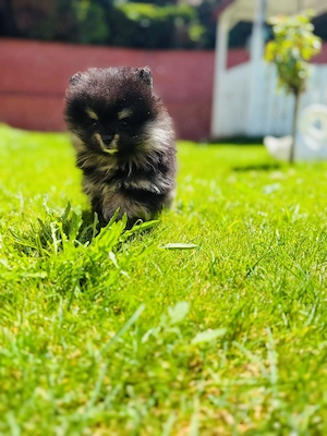 Vând pui Pomeranian toy  - imagine 2