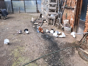 Porumbei rotați  - imagine 2