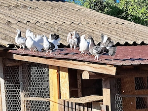 Porumbei rotați 