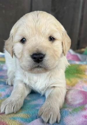 Golden Retriever 