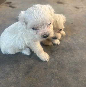 bichon maltez