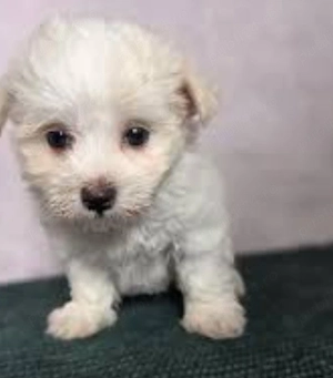 Bichon Maltese 