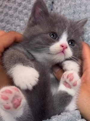 British Shorthair 