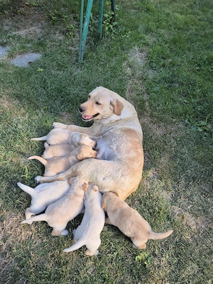 Labrador puiuti - imagine 4