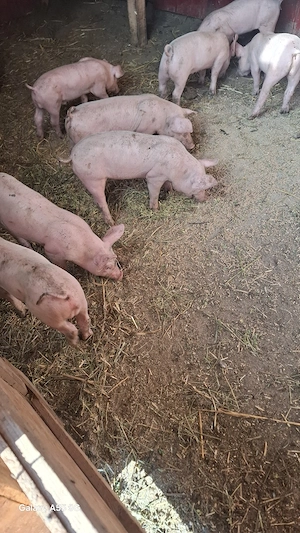 de vânzare 
