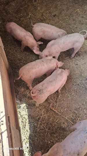 De vânzare 