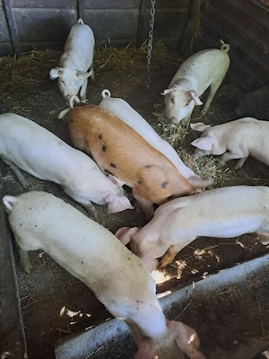 purcei de vanzare