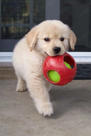 Labrador golden retriver  - imagine 4