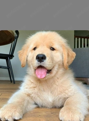 Labrador golden retriver  - imagine 3