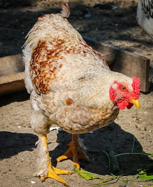Cocosei frumosi de anul acesta  destui de marii se poate taia deja .