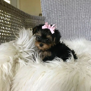 Yorkshire Terrier Mini Toy - imagine 3