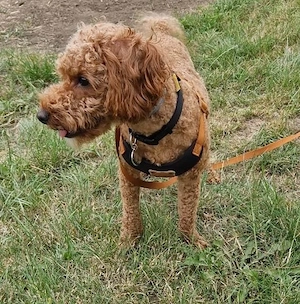 Rasa Cavapoo 