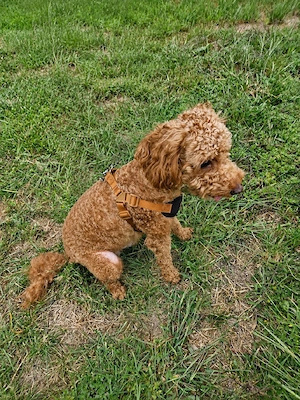 Rasa Cavapoo  - imagine 2