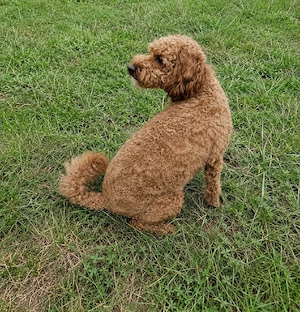 Rasa Cavapoo  - imagine 4