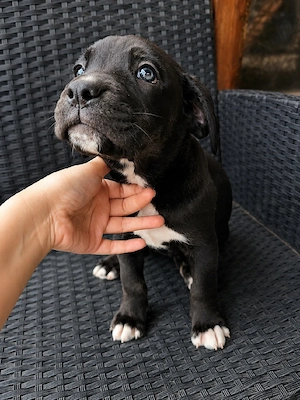 Catelusa Cane Corso 