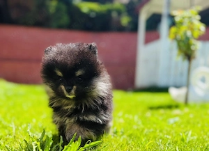 Vând pui Pomeranian toy  - imagine 3