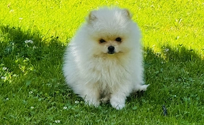 Vând pui Pomeranian toy  - imagine 1