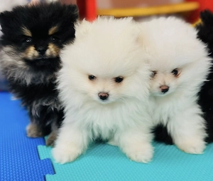 Vând pui Pomeranian toy  - imagine 5