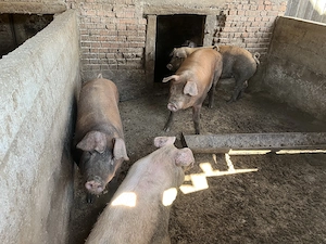 Vând porci   purcei 