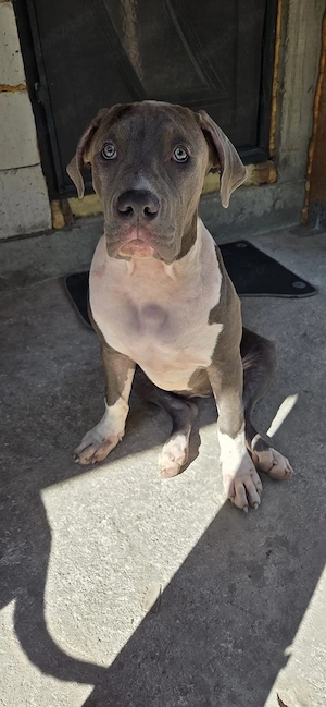 american bully xl 