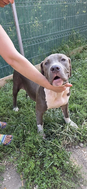american bully xl  - imagine 4