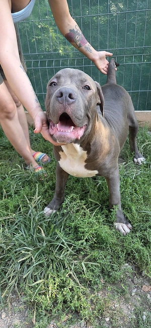 american bully xl  - imagine 5