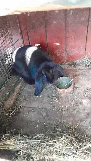 iepuri berbec german de vanzare