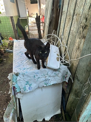 Pisicuta neagra spre adoptie  - imagine 2