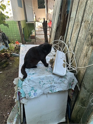 Pisicuta neagra spre adoptie  - imagine 3